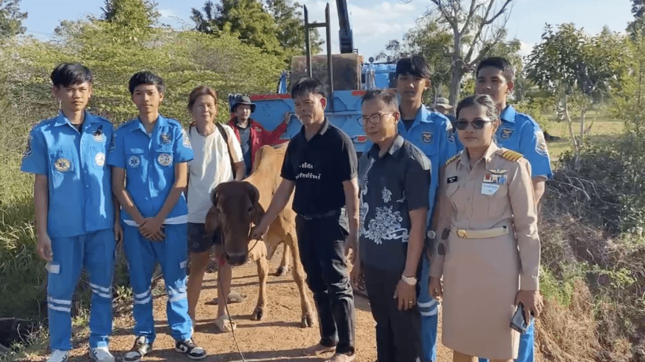 救援队赶赴现场拯救被同伴撞入田间排水渠的“牛” 无法自行脱困