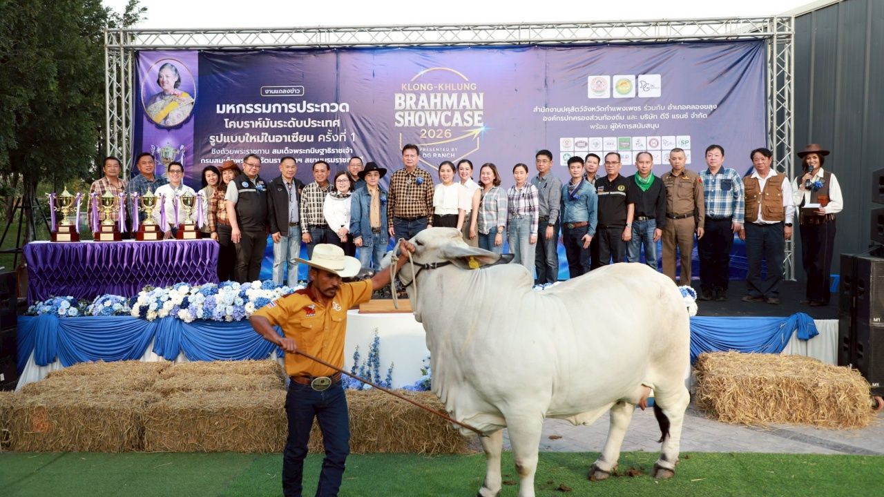 第1届“คลองขลุง บราห์มัน โชว์เคส 2026”肉牛比赛 争夺皇室奖杯