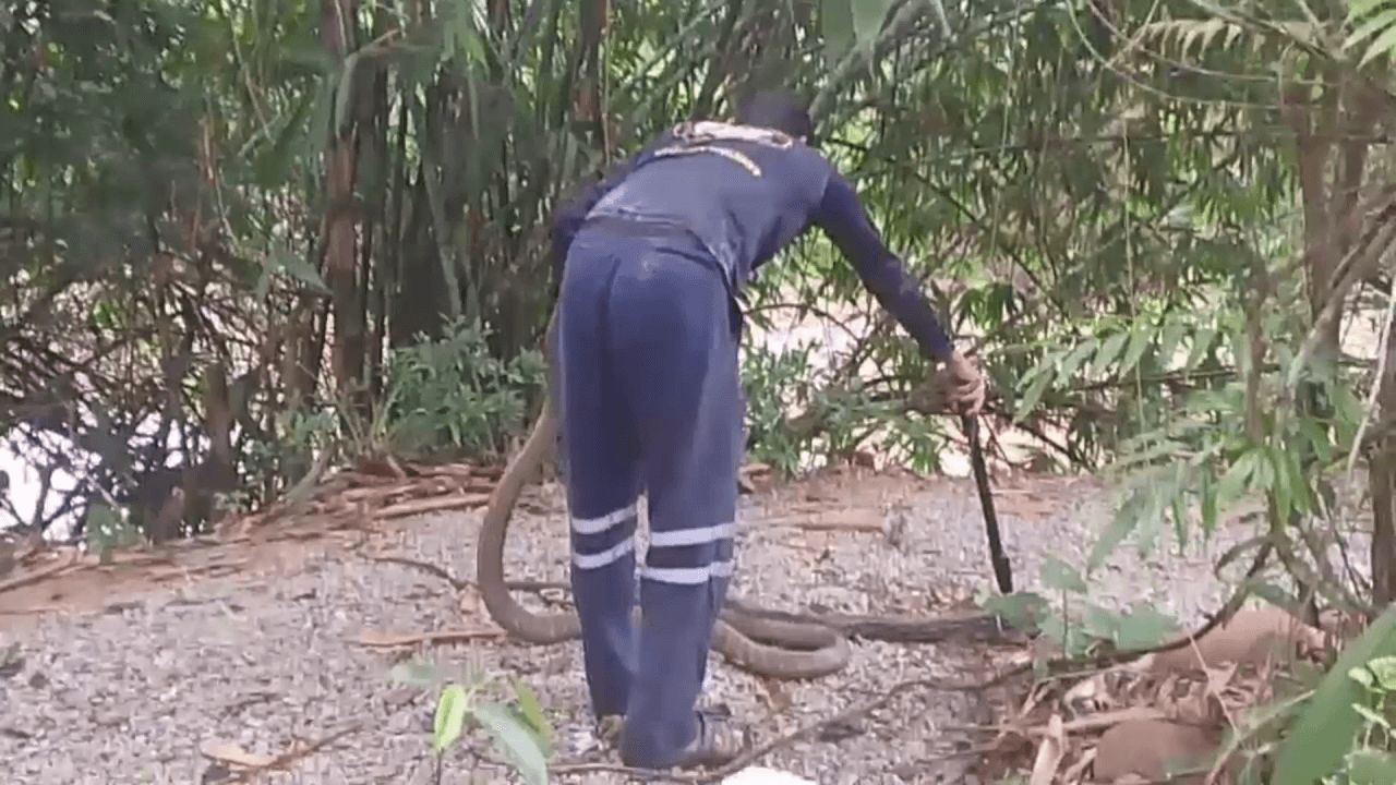 生死对决:眼镜蛇大战蟒蛇 紧紧缠绕斗争