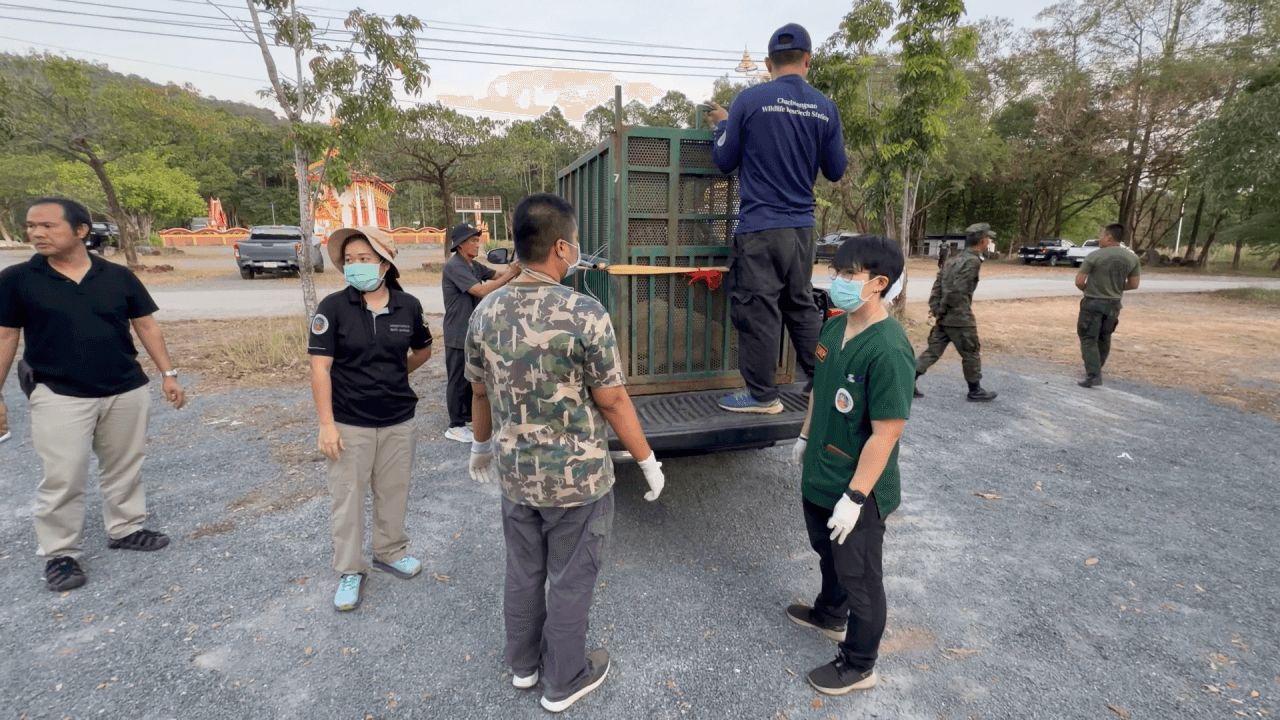 国家公园管理局已将5只“狮子-熊”迁出赌场