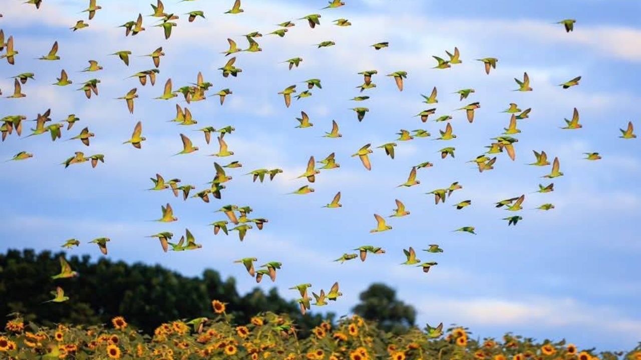 自然之美:数千只“多彩鹦鹉”飞临田野啄食向日葵种子