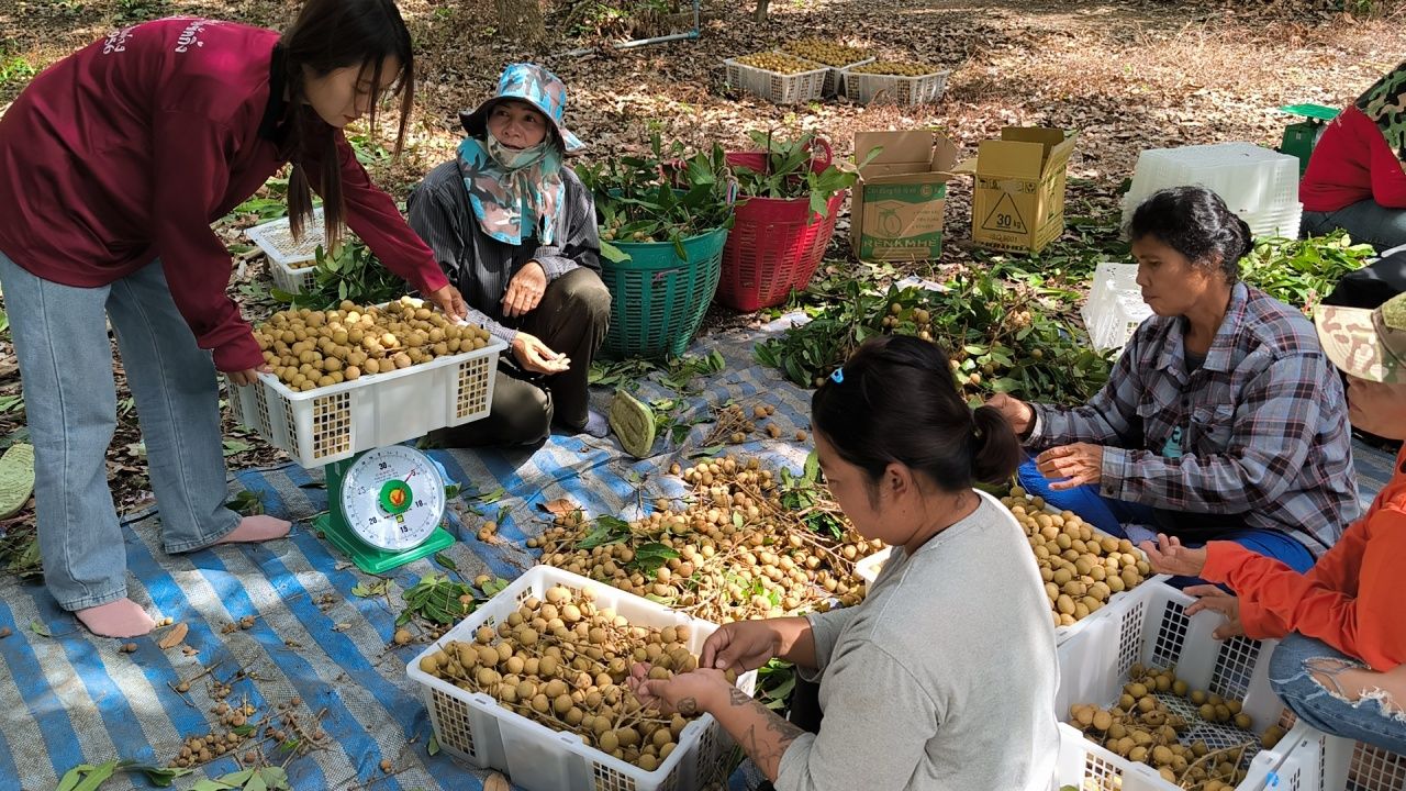 泰国工人第一天收集龙眼，果园主相信培训时间不会太长