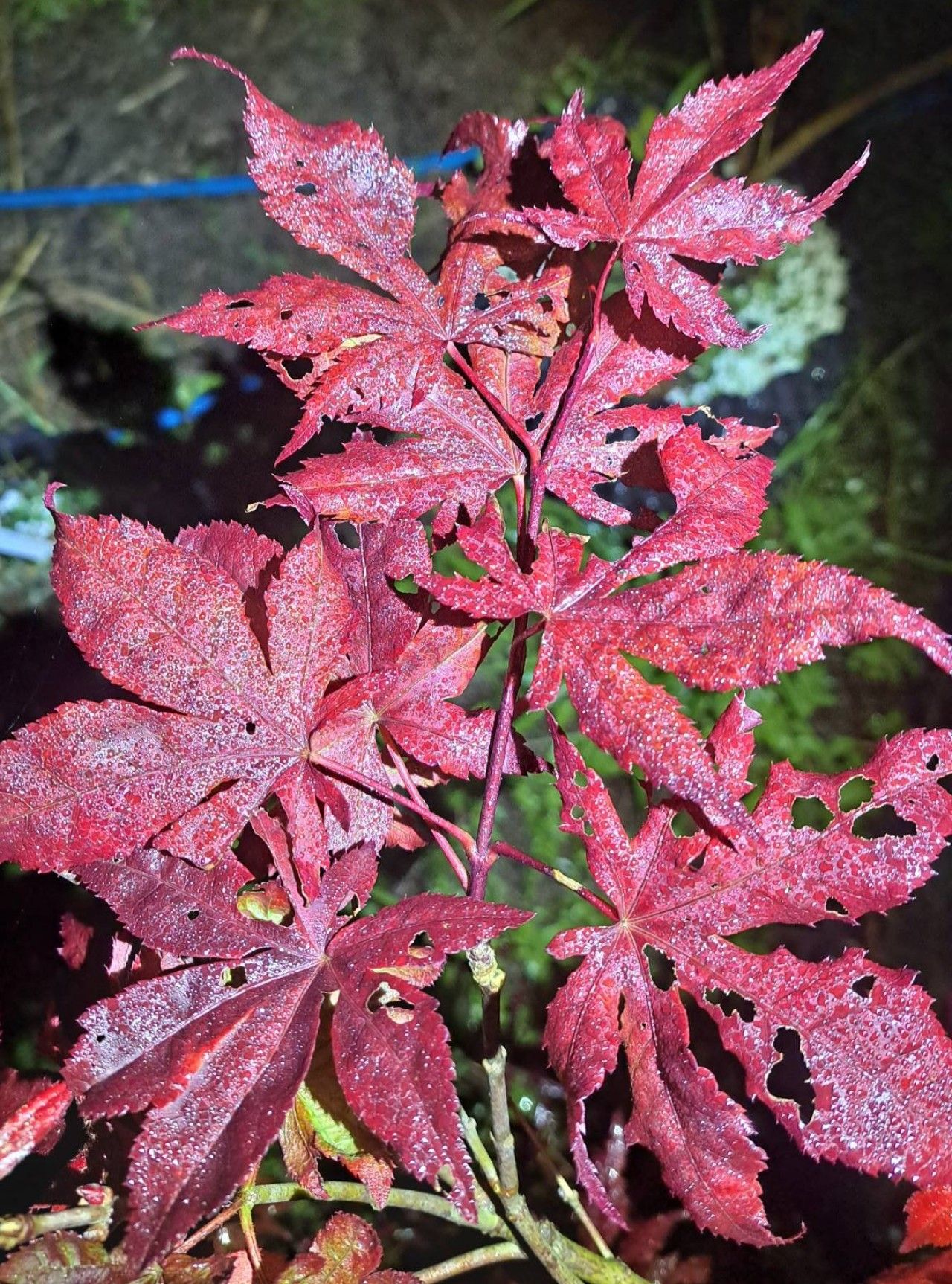 荣誉的冬季，碧瑶寒冷，布尔德省气温零下，多地出现冰霜