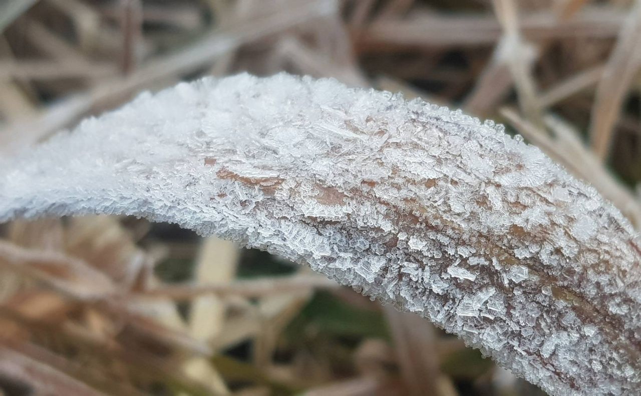 因他农山持续寒冷,温度低至-0.5-2.0度,出现白霜