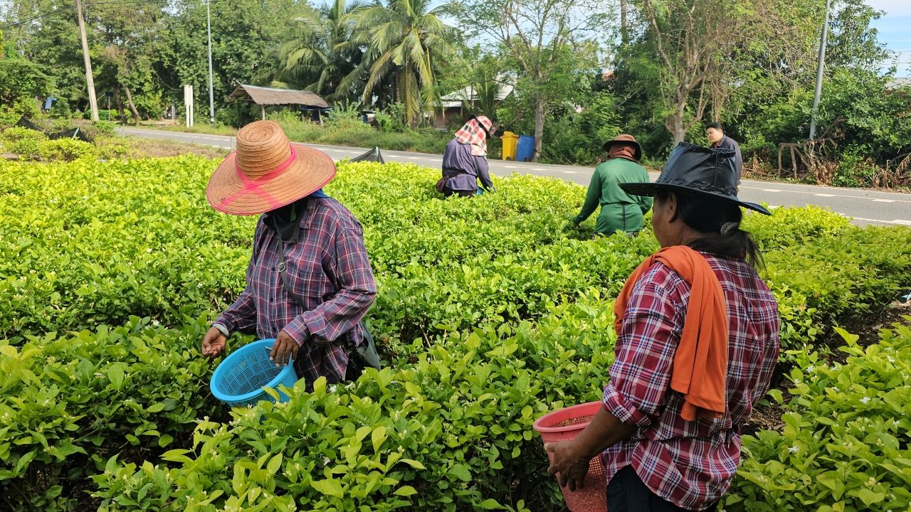 茉莉花价格飙升迎接