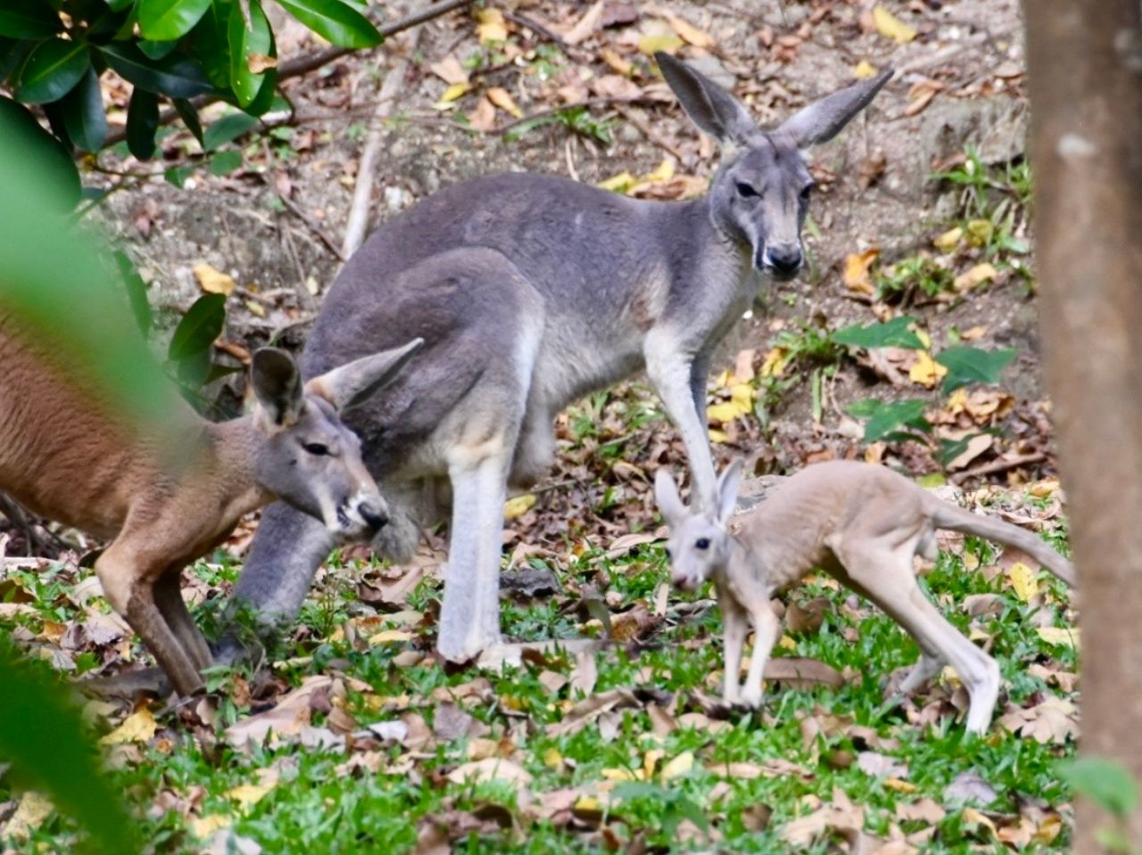 开凯奥开放动物园 揭开新成员“红袋鼠宝宝”的面纱