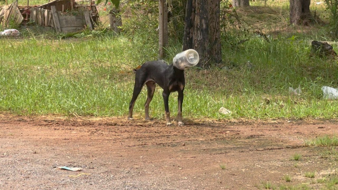 专家帮助“瓶颈狗”，发现疲惫状况，追捕3小时才成功