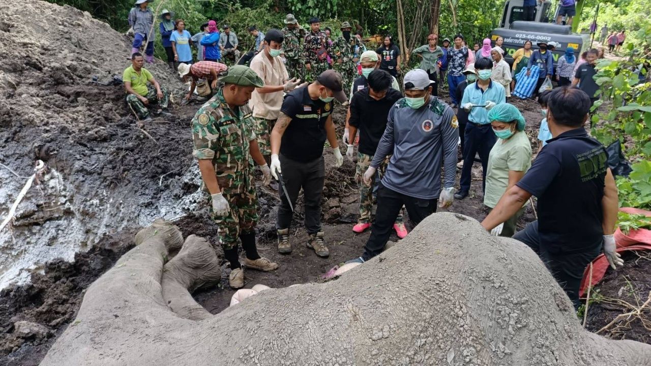举行仪式埋葬“斯拉普拉野生大象”，在村民田地中发现死亡，身上有伤口 - 皮肤中嵌有铅弹