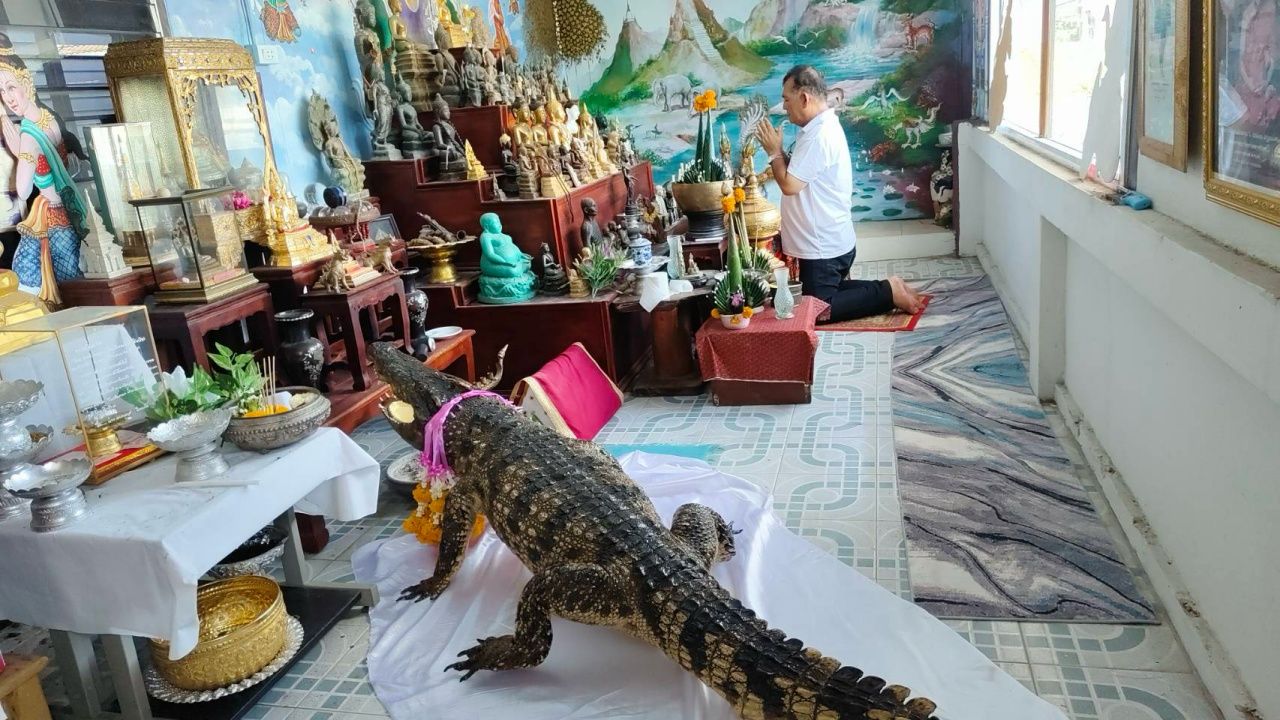 市长红准备举办开光仪式，展示“金鳄”智慧巨鳄，窥视尺寸获取幸运数字