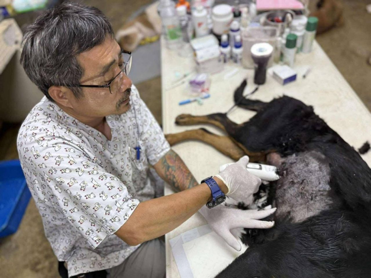 发现多颗子弹埋在被遗弃的罗威纳犬体内，兽医紧急手术援助