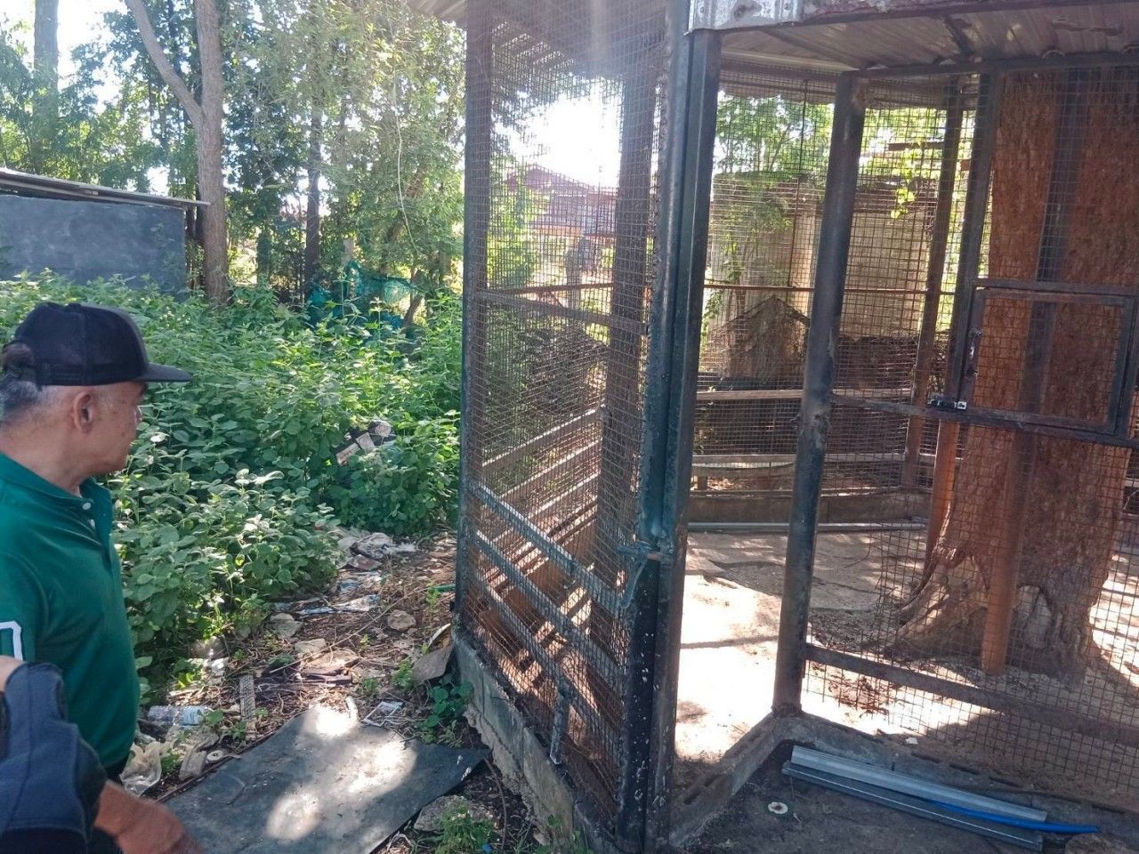 当局查获网红的“狮子”后逃出家门袭击11岁儿童，送往邦巴福发展中心