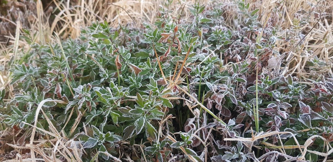 因他农山持续寒冷,温度低至-0.5-2.0度,出现白霜