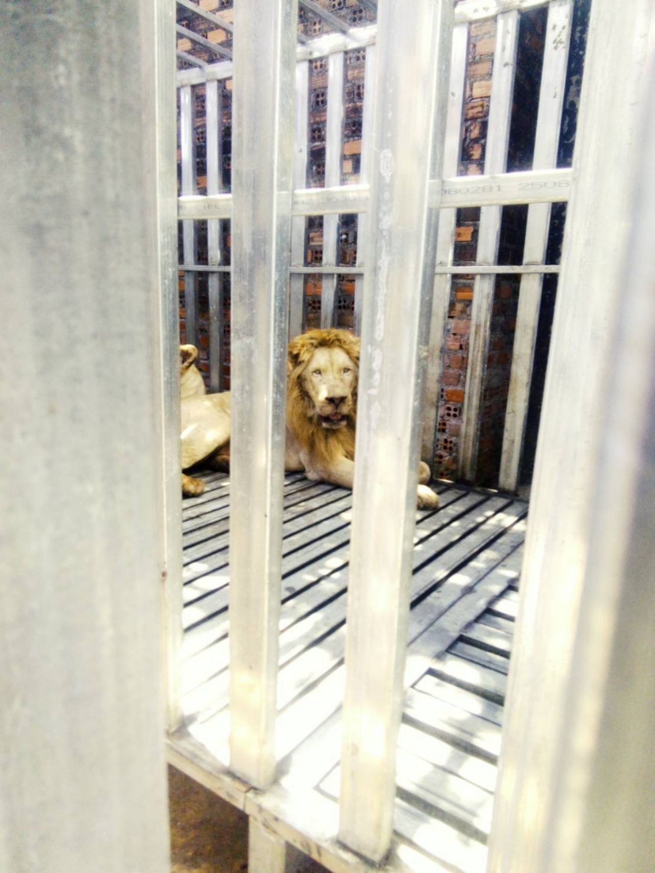 检查托莫达赌场，发现5头狮子和熊，协调国家公园接收