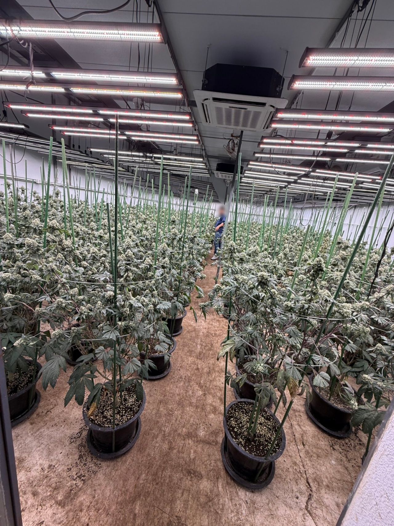 警方突袭非法大麻仓库 未经允许非法种植 居民举报气味刺鼻