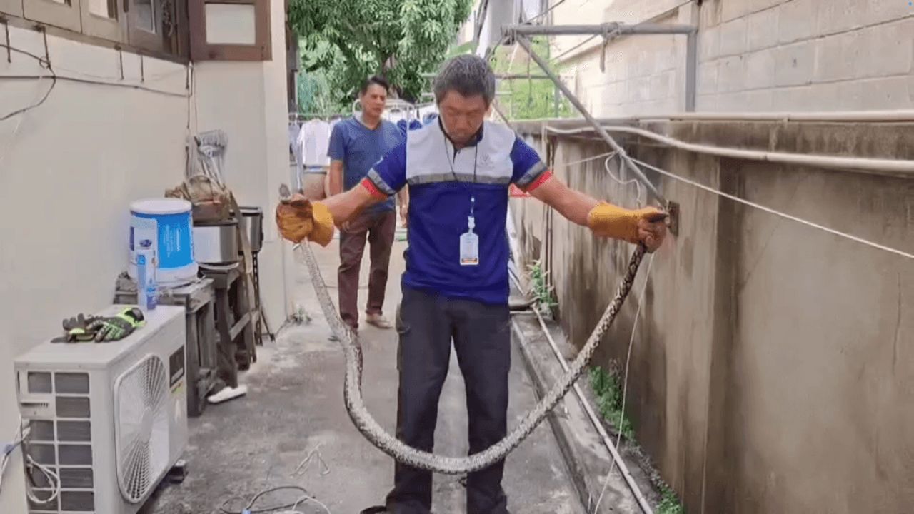 救援队帮助“饥饿的蟒蛇”卷紧蜥蜴希望拖回洞里但被卡在管道中