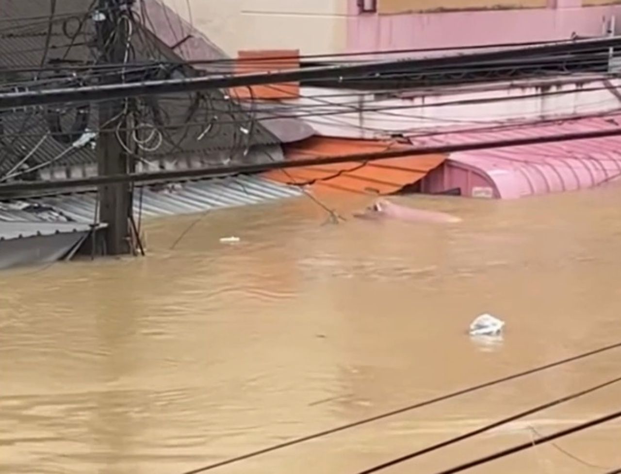 好心救援带“幸运猪”从合艾洪水救至乌隆