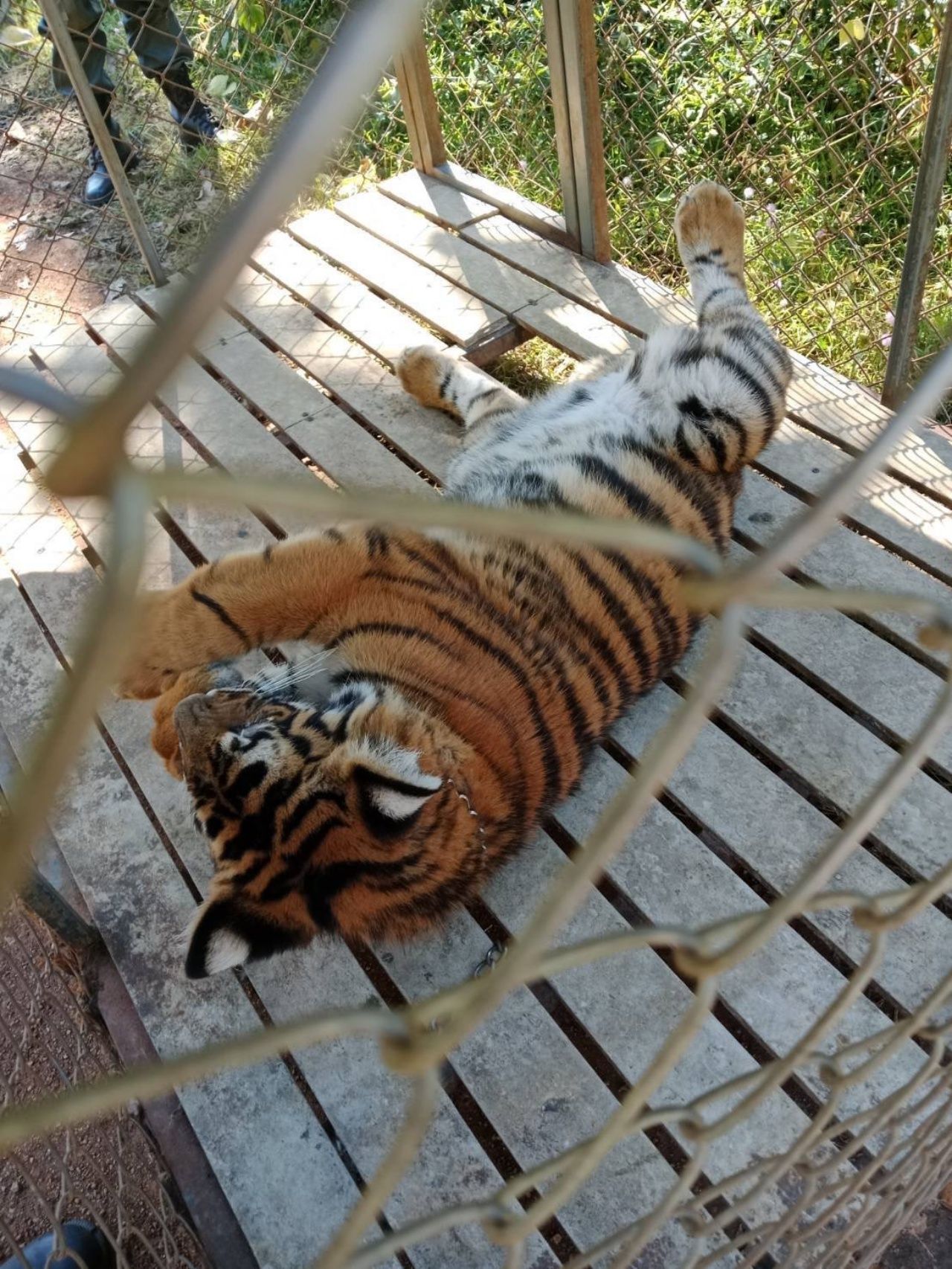 泰国国家公园管理局接管“苏尔虎”继续保护,缅甸发现于诈骗基地