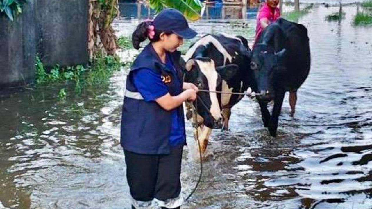 畜牧局恢复南部9府农民，补贴损失，分发皇家赠送的牧草
