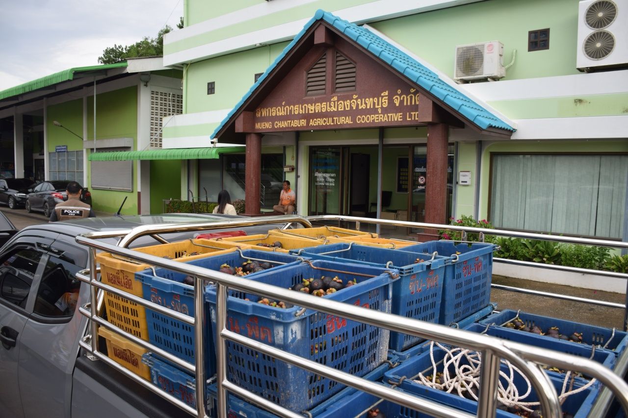 关闭边境的后果：黑红山竹每公斤仅售5泰铢 农业合作社以10泰铢收购