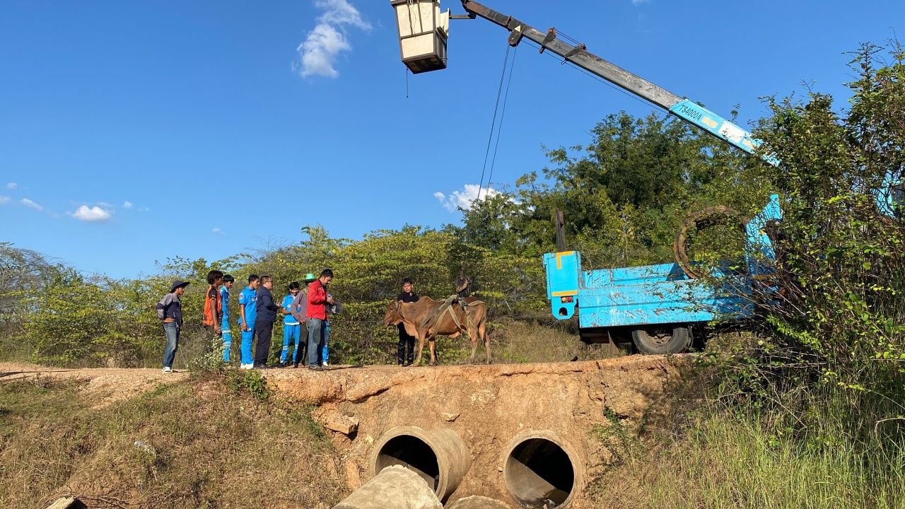救援队赶赴现场拯救被同伴撞入田间排水渠的“牛” 无法自行脱困