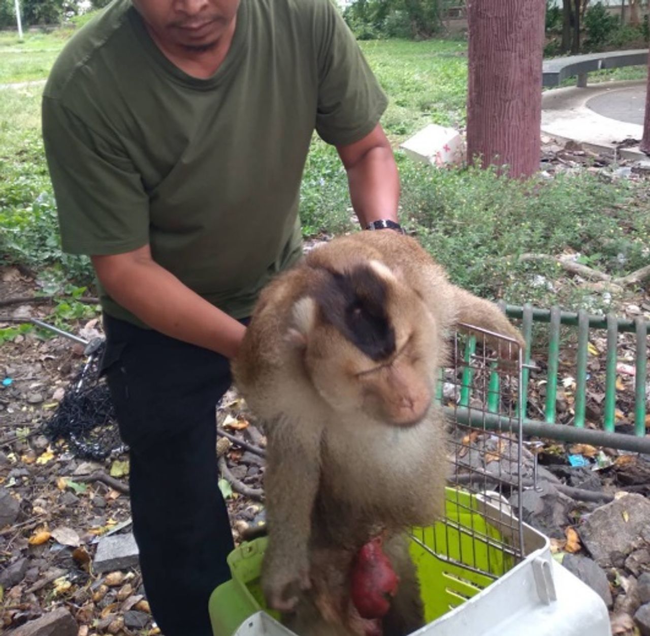 宋卡市解释原因：领头猴迈克尔重伤并非安乐死
