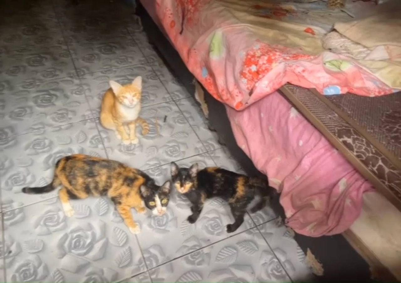 年轻爱动物者收入不足，误入毒品交易养活30只狗和猫