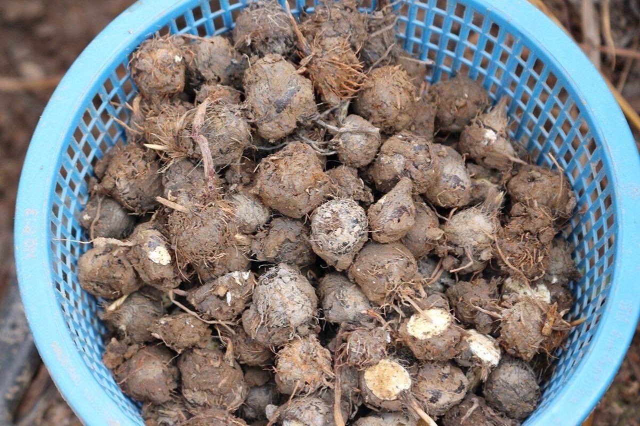 注册“宋卡府粉末”披集府新GI商品，增加附加值