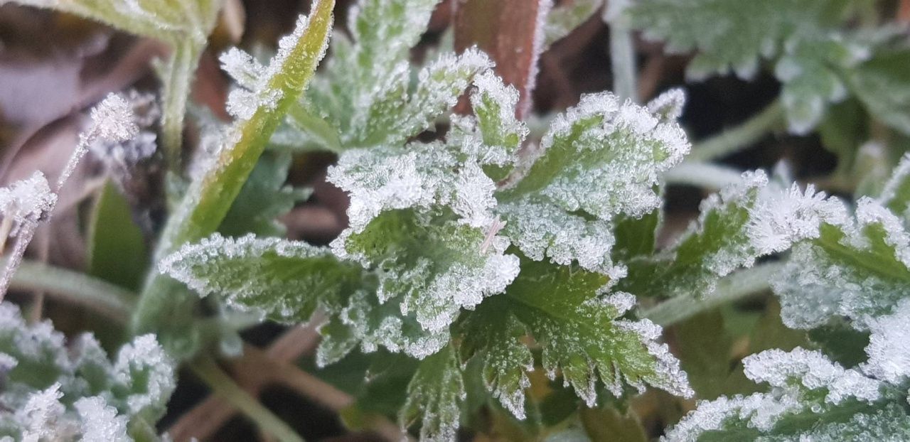 因他农山持续寒冷,温度低至-0.5-2.0度,出现白霜