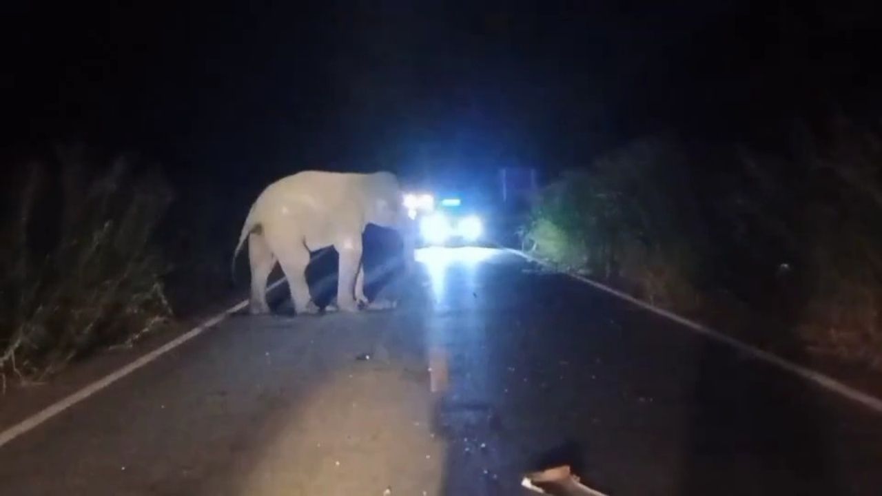 官员加紧追踪“卡奥昂拉奈野生象”的伤势,因被救援车辆撞伤