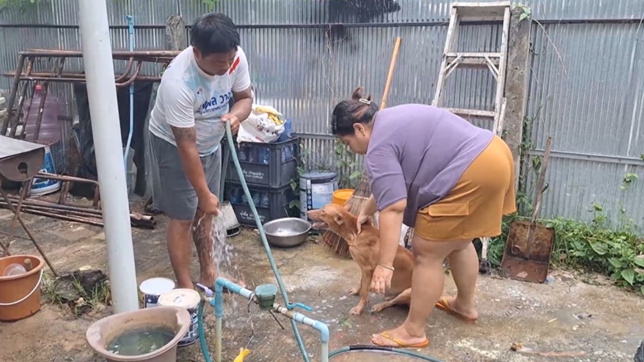 主人心碎 8 只狗被毒死 刚出生的小狗也被毒害 1 死 2 重伤