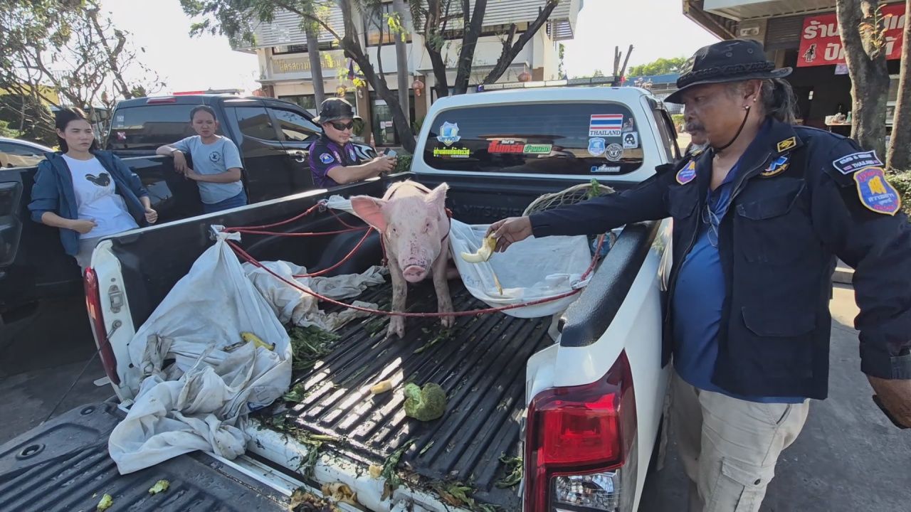 好心救援带“幸运猪”从合艾洪水救至乌隆