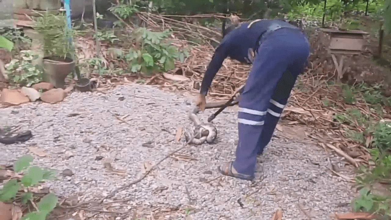 生死对决:眼镜蛇大战蟒蛇 紧紧缠绕斗争