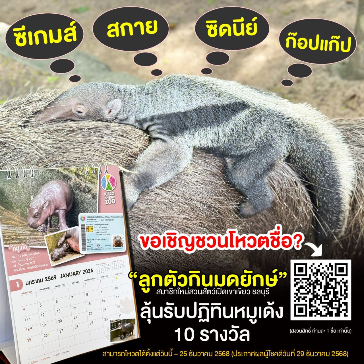 考凯开放动物园邀请为“巨型食蚁兽宝宝”命名投票,新成员即将亮相