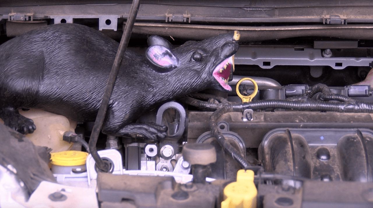 啮齿动物破坏汽车电线的解决方案