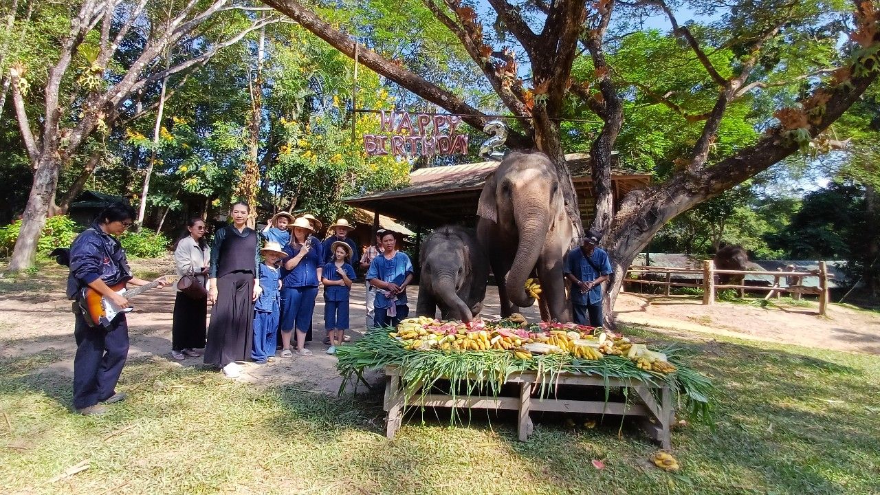 温暖的玛莎象营为养父周察及“宝宝舒”新宠象庆生活动