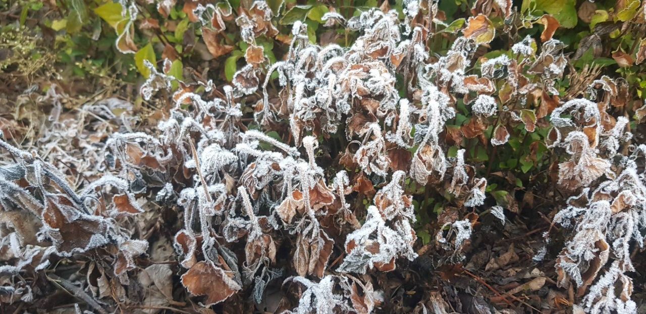 寒冷天气新系列,清迈气温再降3-5度,有望刷新低温记录