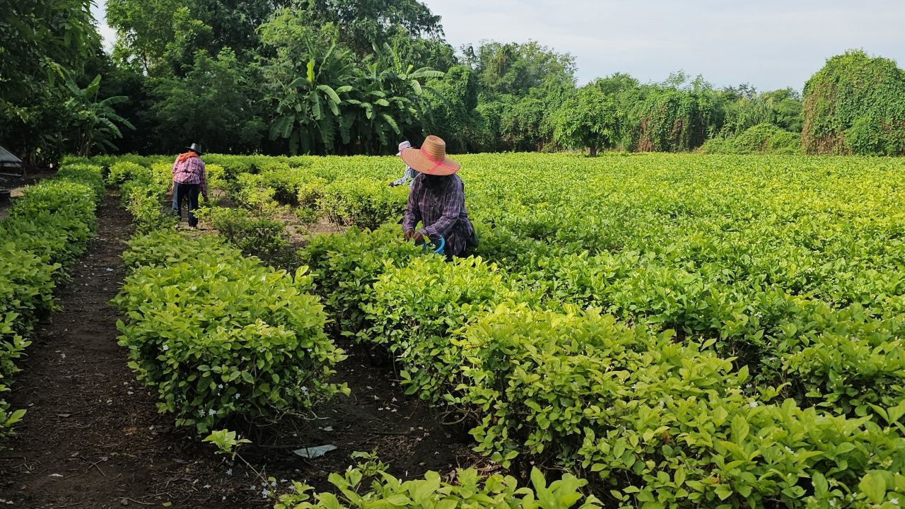 茉莉花价格飙升迎接