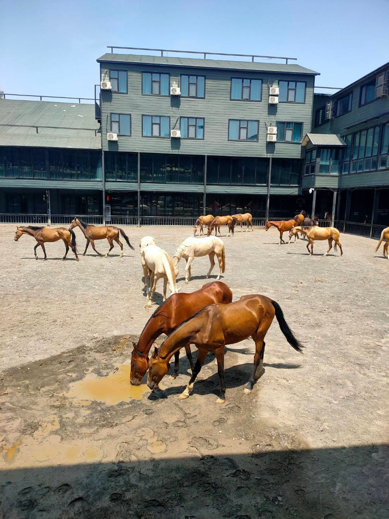寻找传说中的流血汗马 在新疆维吾尔地区