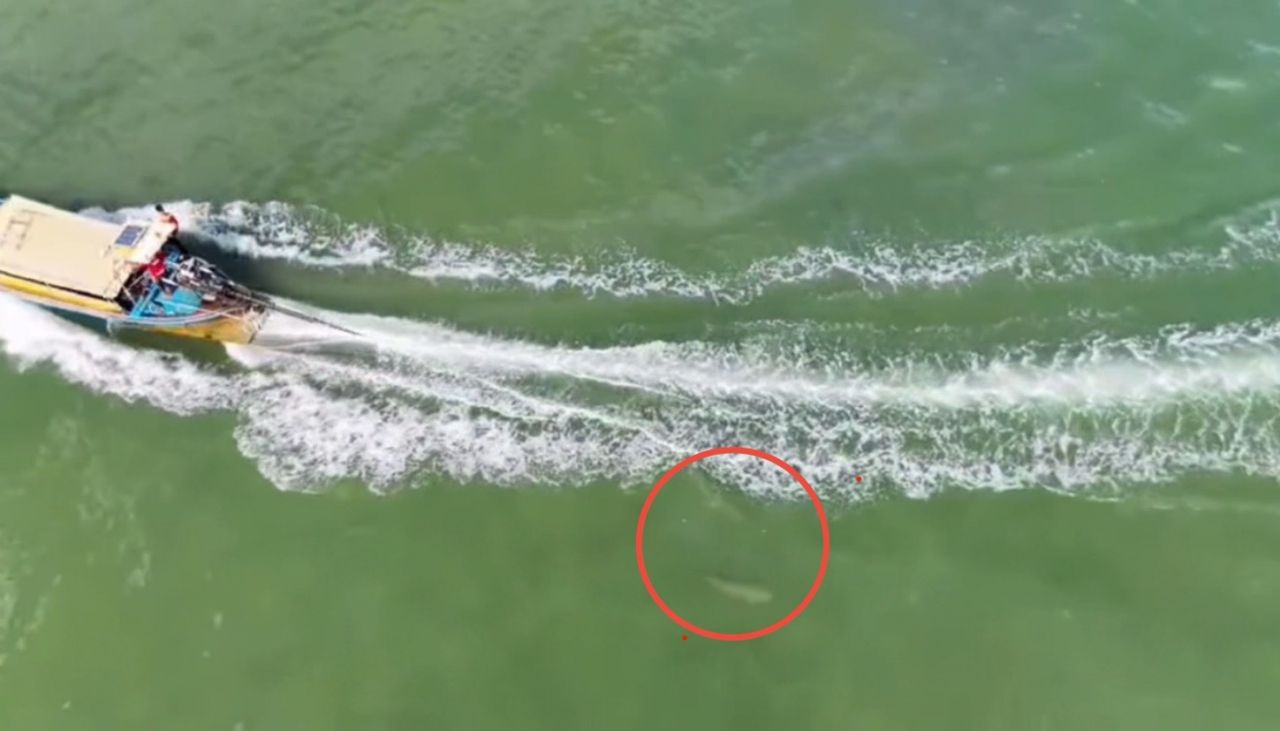 无人机捕捉画面，长尾船旅游航行在保护区，险些撞到“海牛”母子