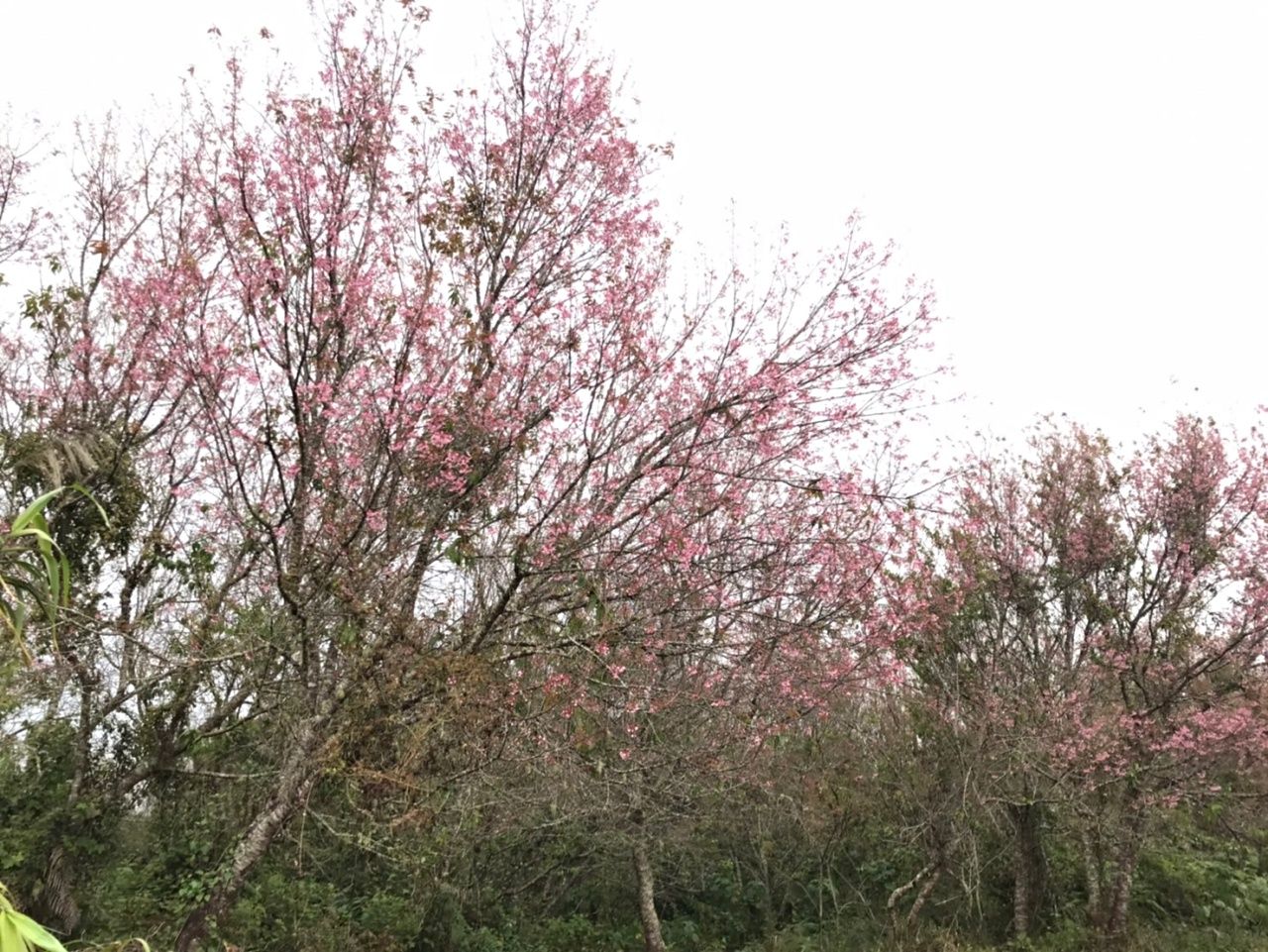 盛开的“泰国樱花”在ภูมโล山顶比往年提前绽放