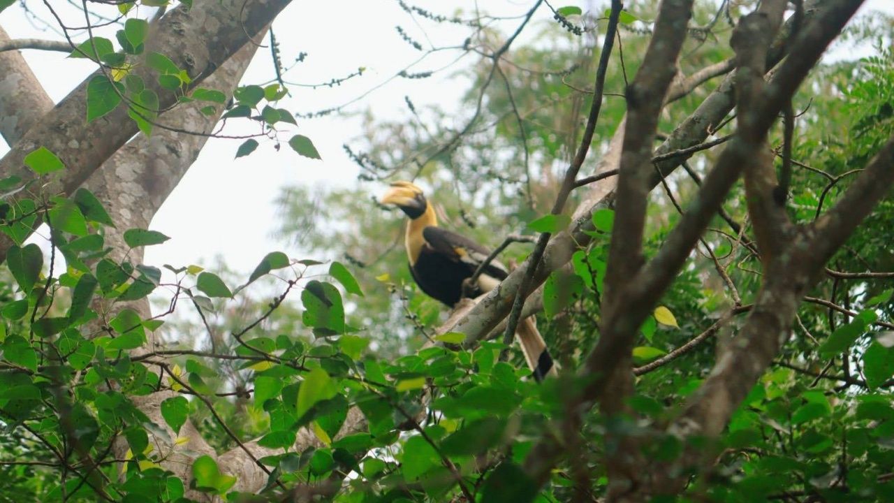 轰动！“大犀鸟”首次现身于帕蒙坡国家公园，反映生态系统的完整性