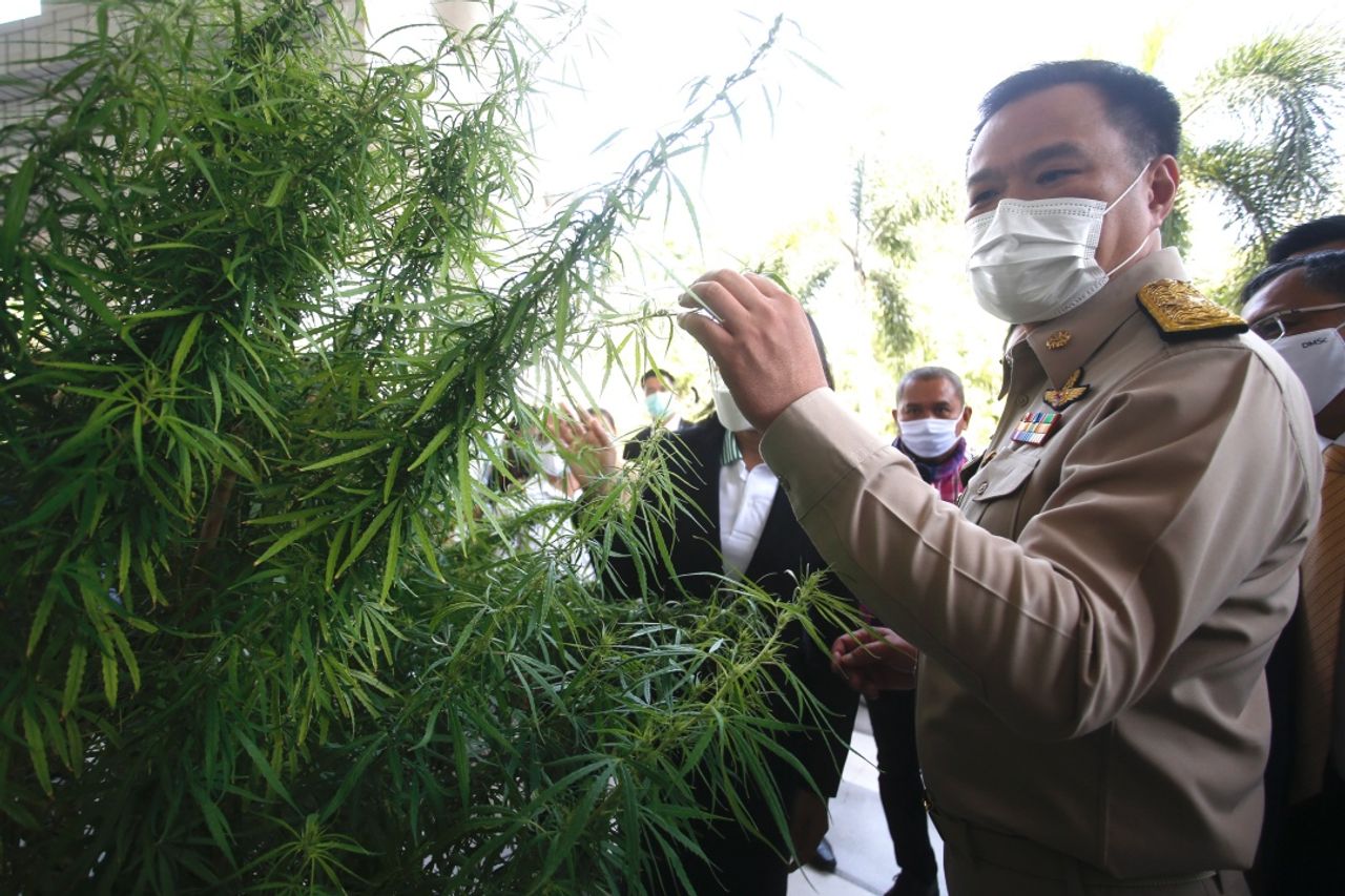 洗清泰国自豪遗产？为泰党政府重申“医用大麻”的立场，未来将重新列为毒品