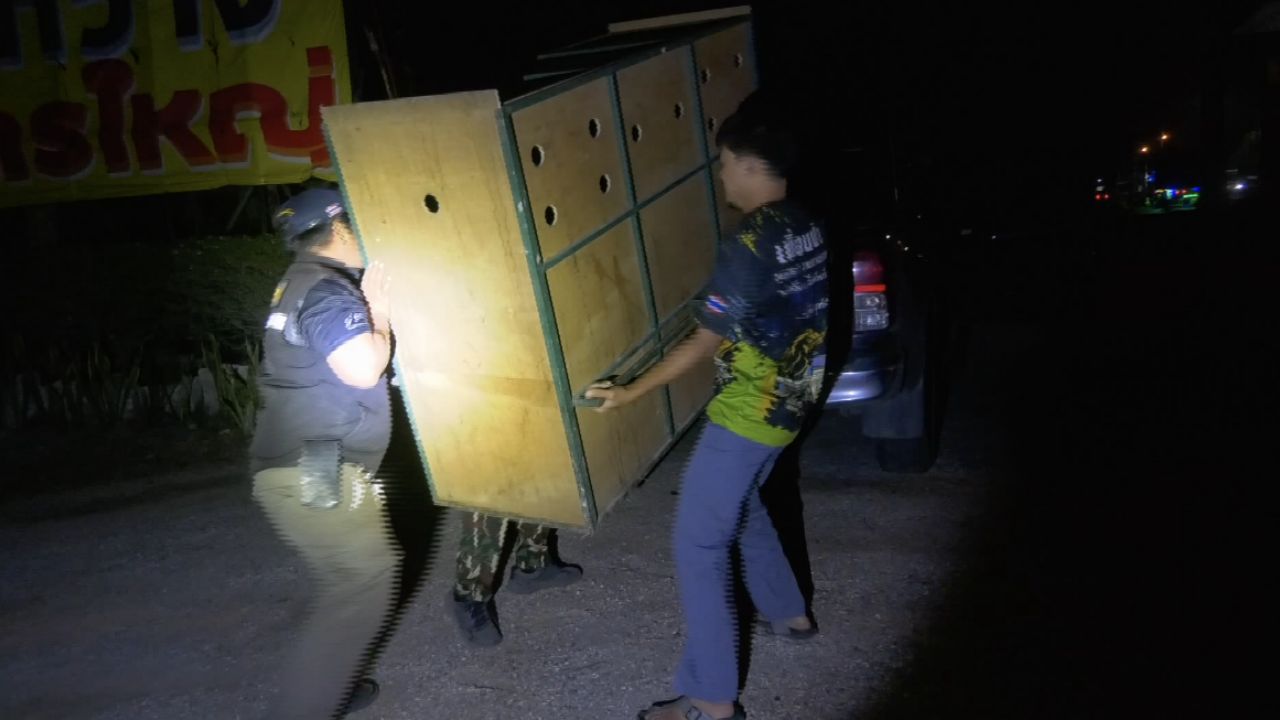 紧急救援遭卡车撞伤的“苏门羚”