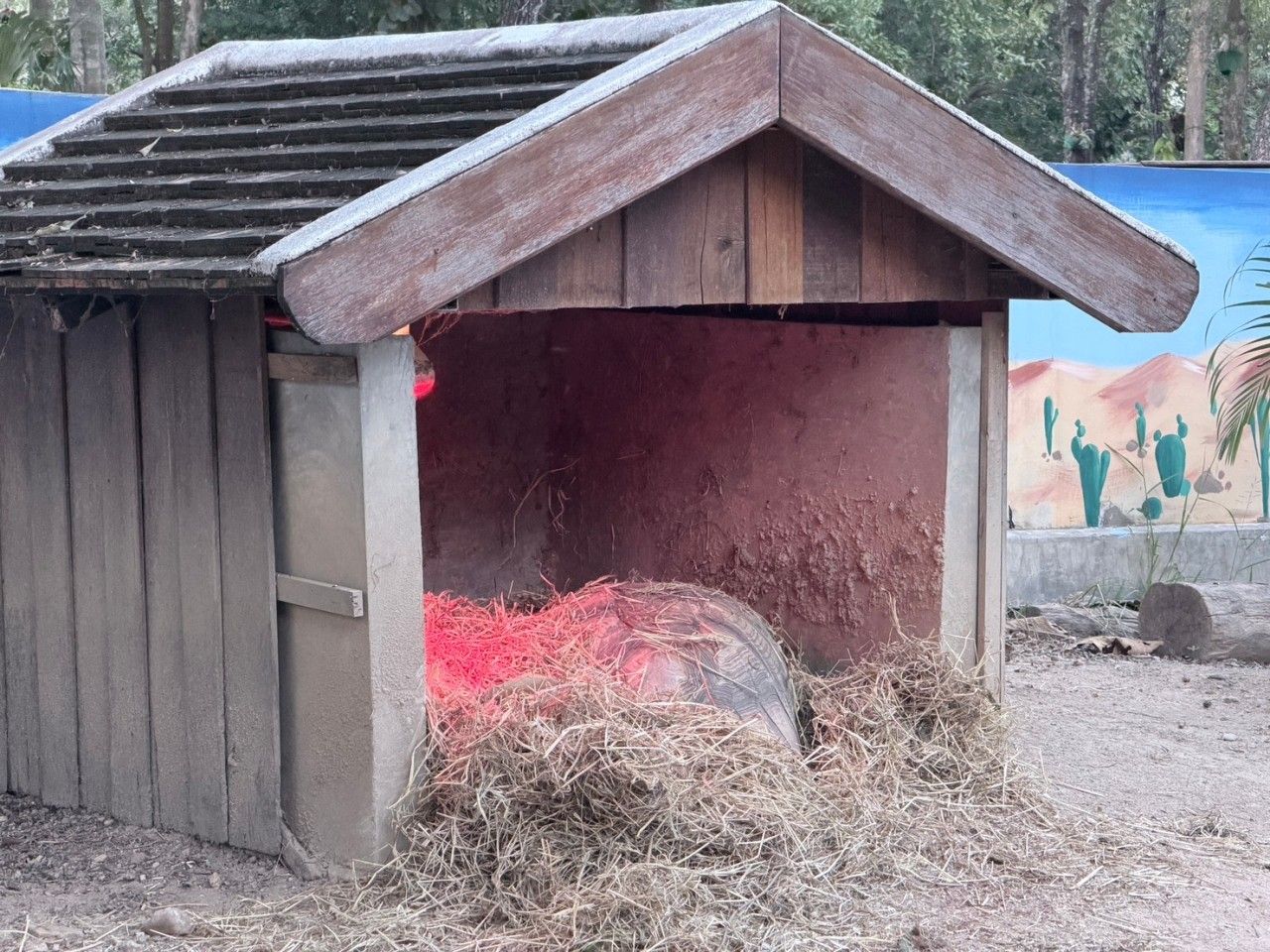 气温持续下降,清迈动物园增设暖气帮助动物抵御寒冷