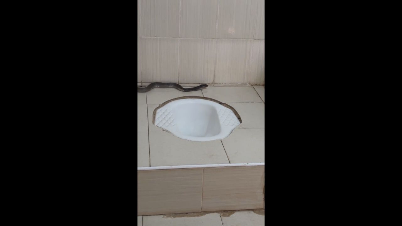 男子惊恐,浴室发现眼镜王蛇张开颈罩,认为会再带来好运