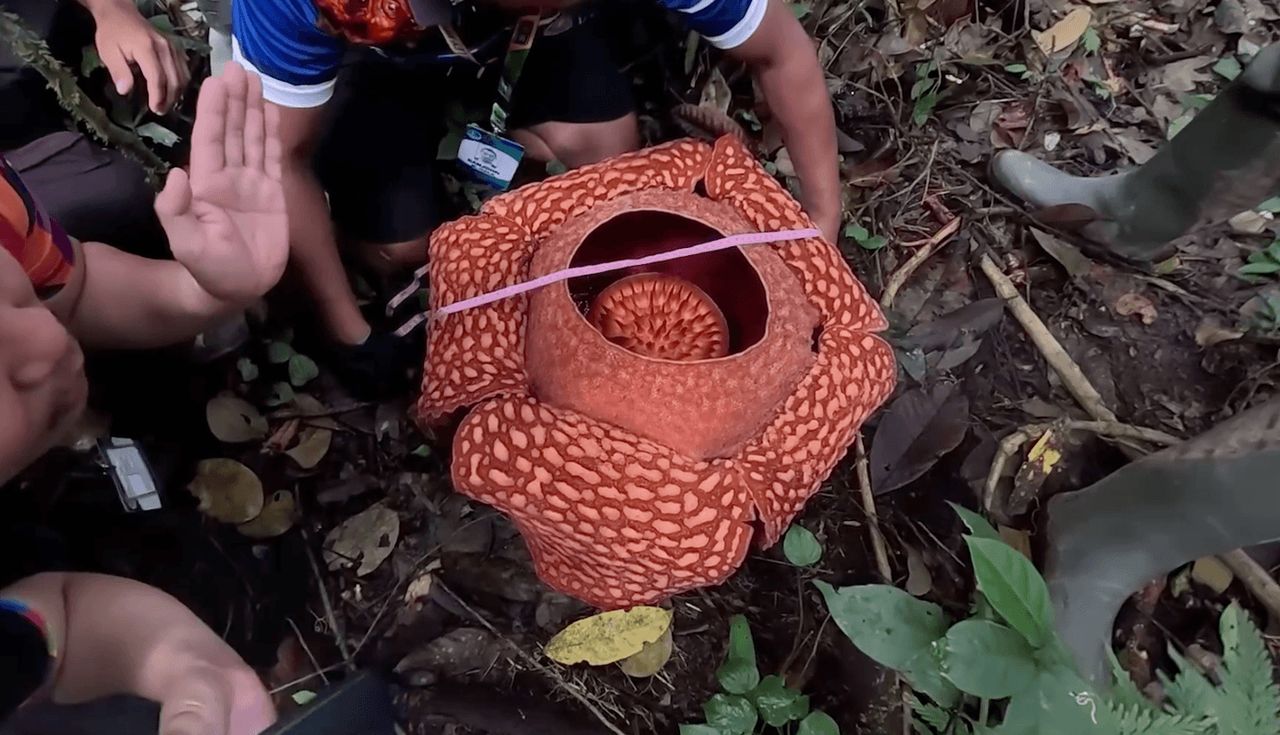 发现罕见的巨型大王花在菲律宾深林中盛开,成保护区内发现的最大花朵