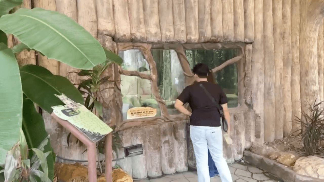 开州开放式动物园确保狮子饲养安全 全体员工严格管理