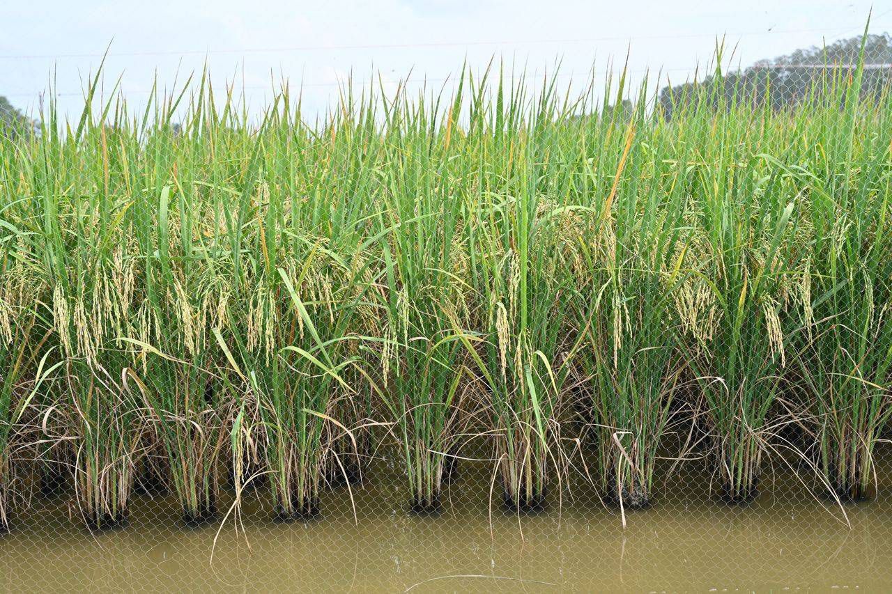 อว.-สวทช. ยืนยัน 