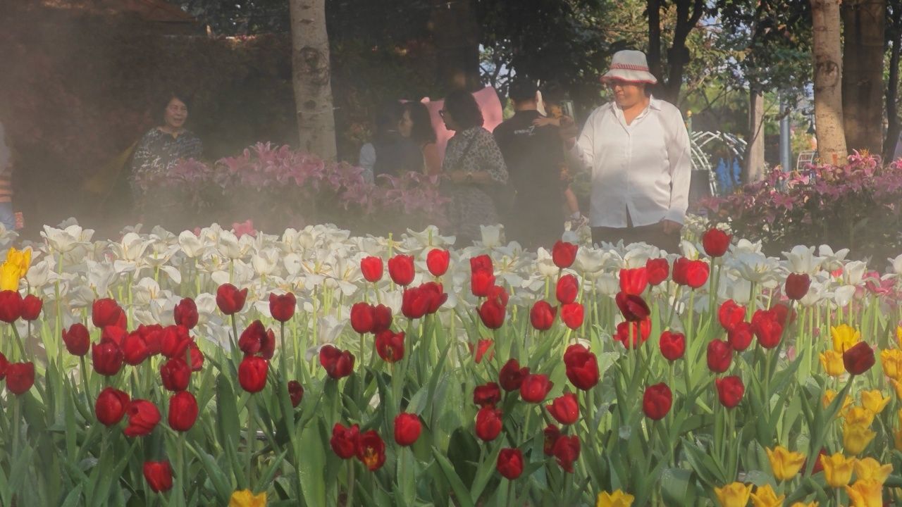 游览清迈,观赏超过三万多朵多色郁金香花田于清迈魅力之城活动