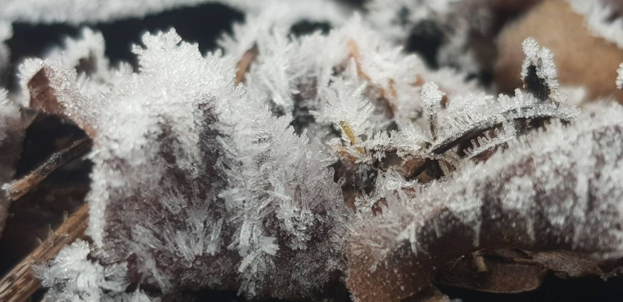 因他农山持续寒冷,温度低至-0.5-2.0度,出现白霜